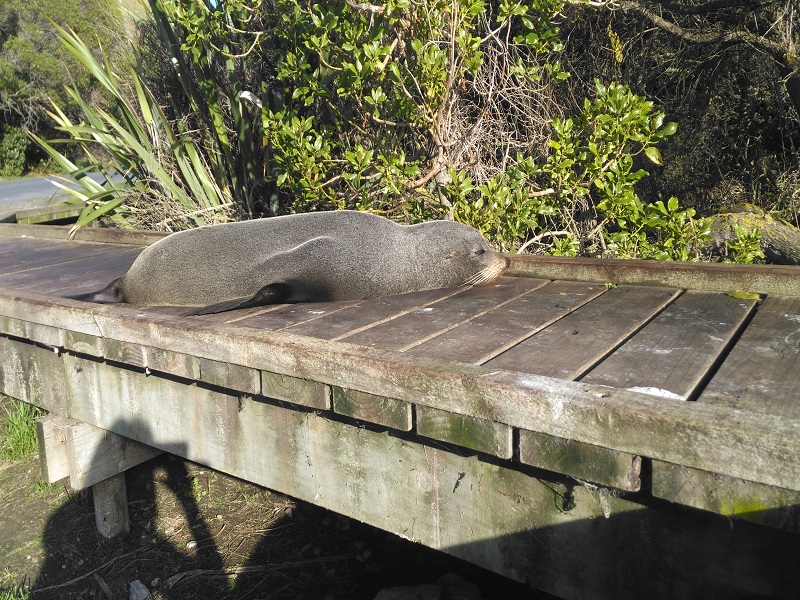 Kaikoura's Seals