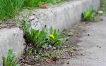 Weed Control