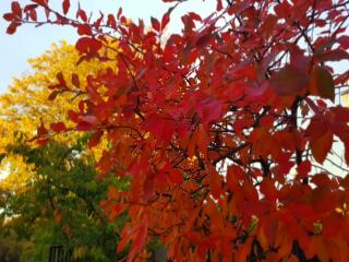 Autumn Christchurch