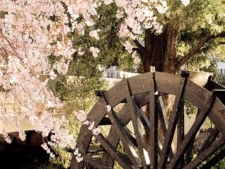 Cherry Blossoms