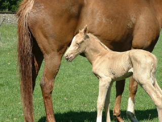 Horse breeding