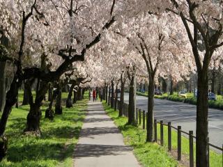 cherry blossoms Christchurch