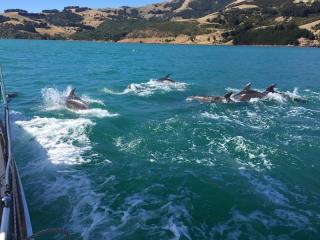 Hector’s dolphins