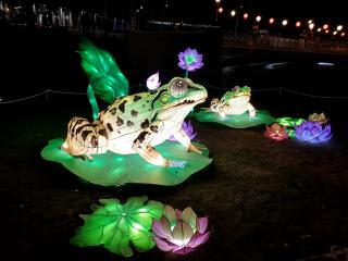 Lilly Pads