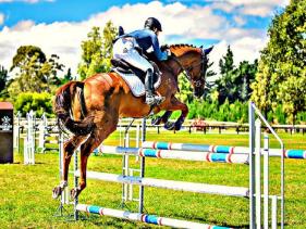 Horse Training