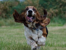 Spca hornby sale