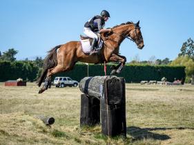 Show Jumping Horses