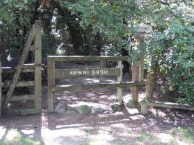 Kowaia Bush